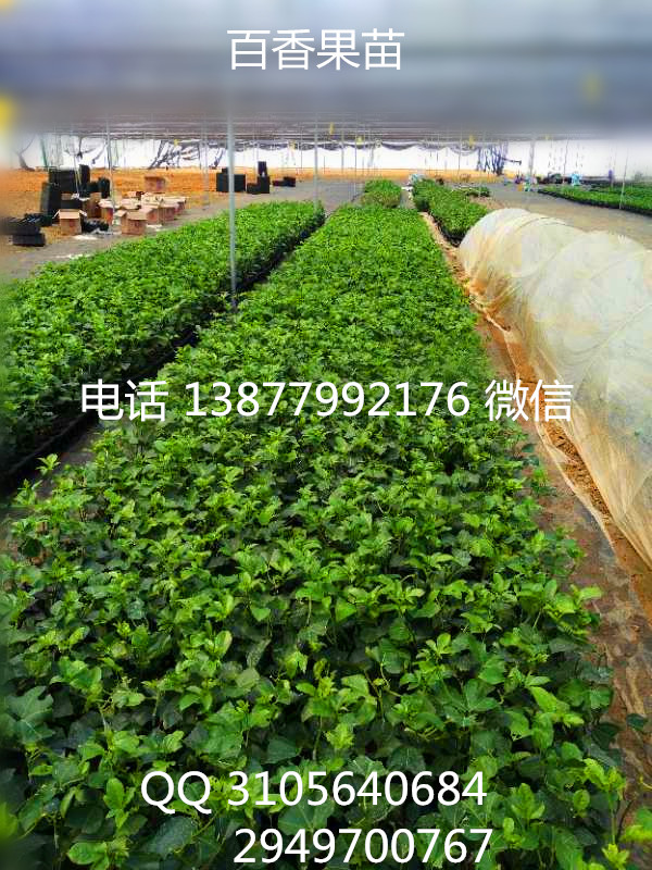 批發(fā)臺農(nóng)一號百香果苗  桃金娘苗