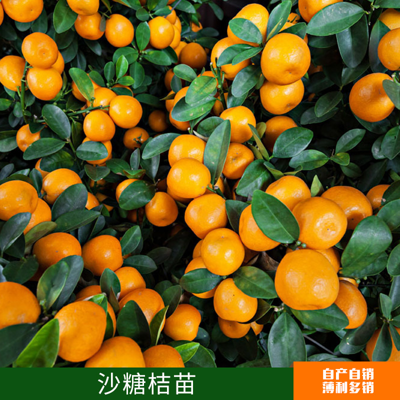 果樹苗批發(fā) 無核沙糖桔苗出售  橘子苗 2年當(dāng)年結(jié)果苗