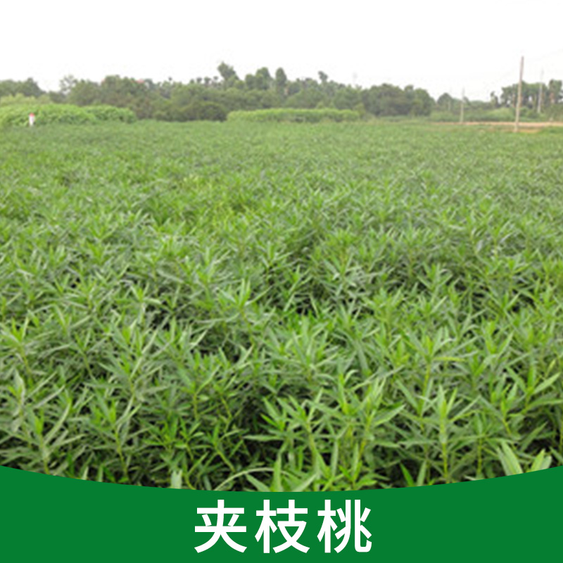 盆栽四季常青 紅色花 夾枝桃苗 凈化空氣 抗二手煙的危害辟邪植物