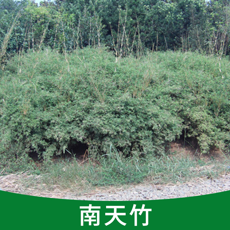 批發(fā)供應(yīng) 南天竹小苗 各種苗木小苗  觀葉植物 庭院植物