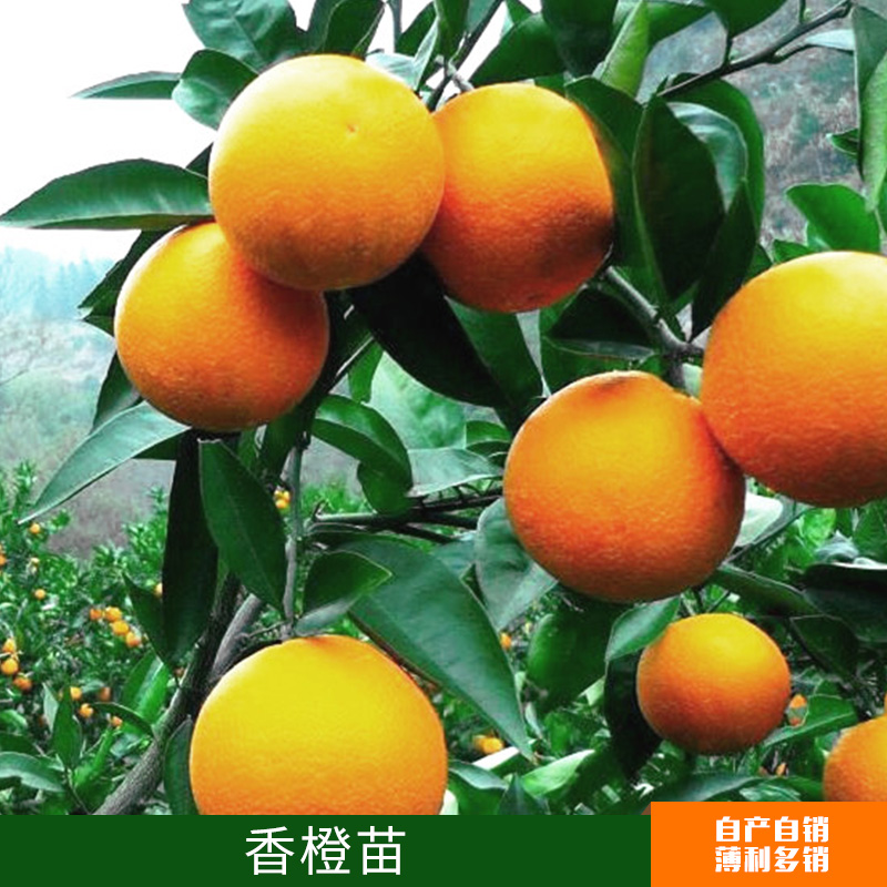批發(fā)嫁接果樹苗 香橙苗  臍橙苗 南北方種植