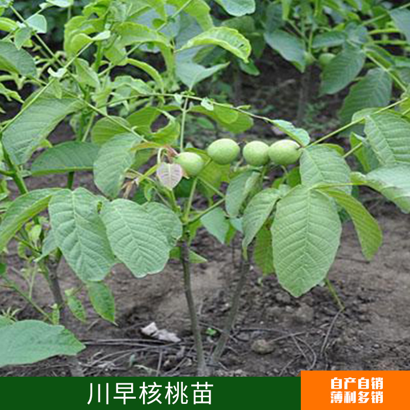 供應南北方種植果樹 嫁接川早核桃苗 早實量大