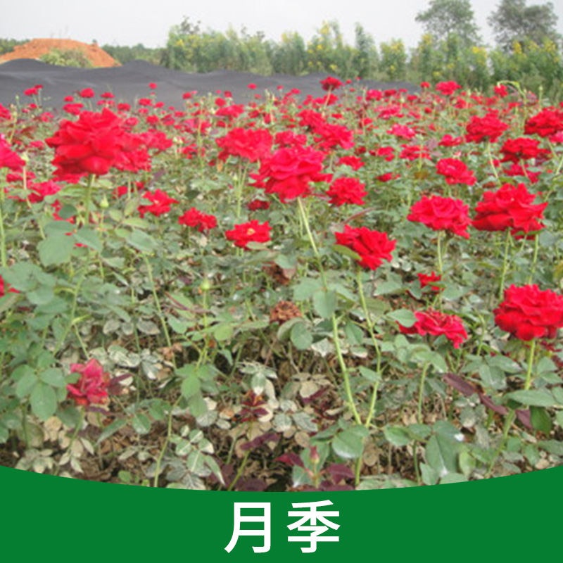 嫁接品種大花月季、 陽臺(tái)辦公盆栽花苗、大型種植基地