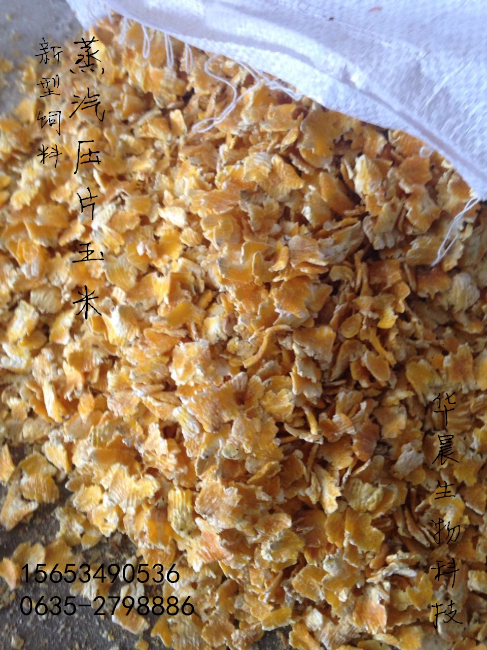 蒸汽壓片玉米 奶牛新型飼料