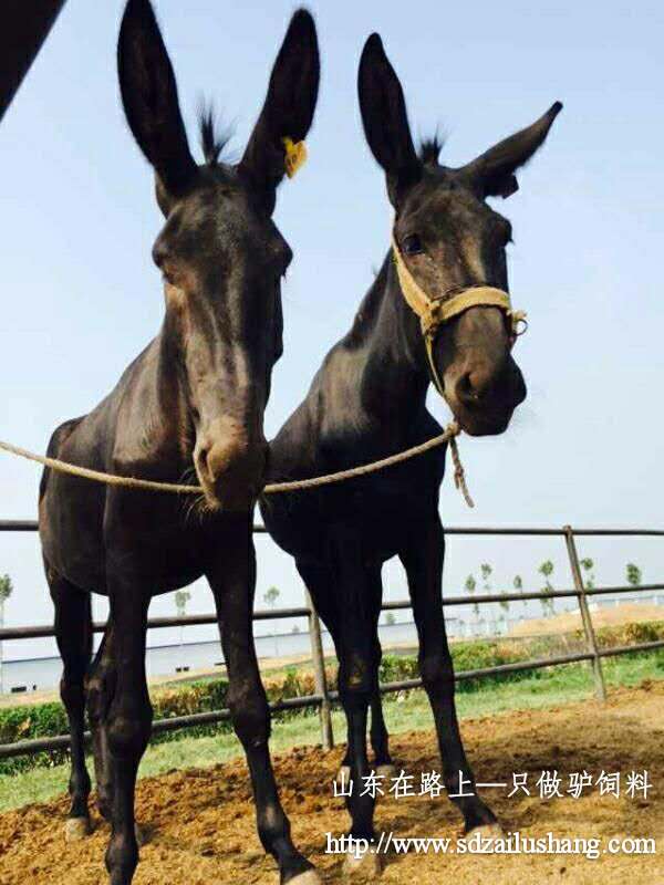 養(yǎng)驢人在夏天應(yīng)注意的養(yǎng)驢事項(xiàng)