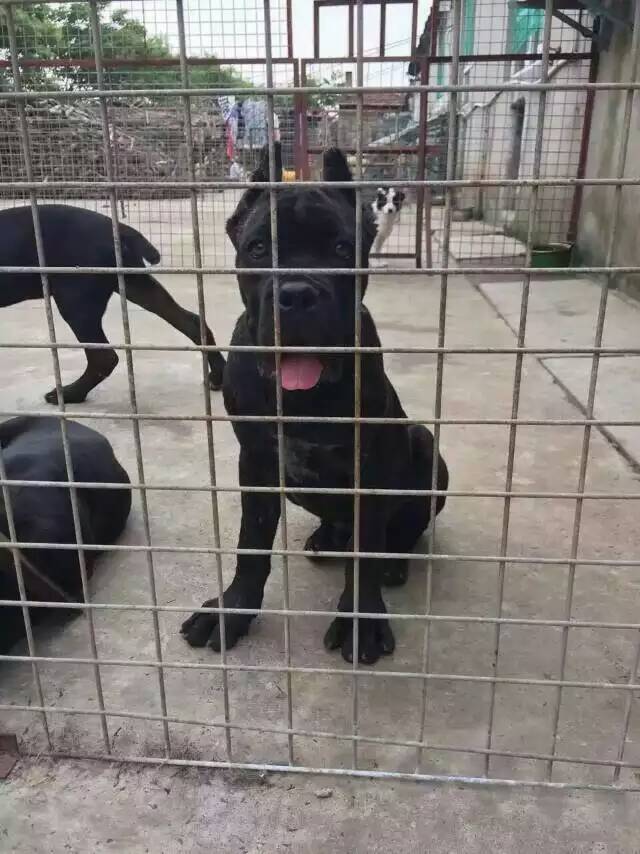 云南昆明哪里有純種卡斯羅幼犬出售卡斯羅犬價(jià)格