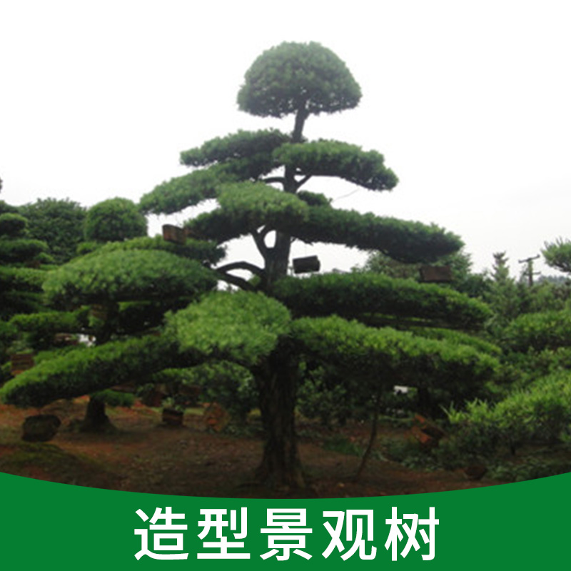 供應(yīng)造型景觀樹(shù)、造型美麗各異、數(shù)量有限、*出售