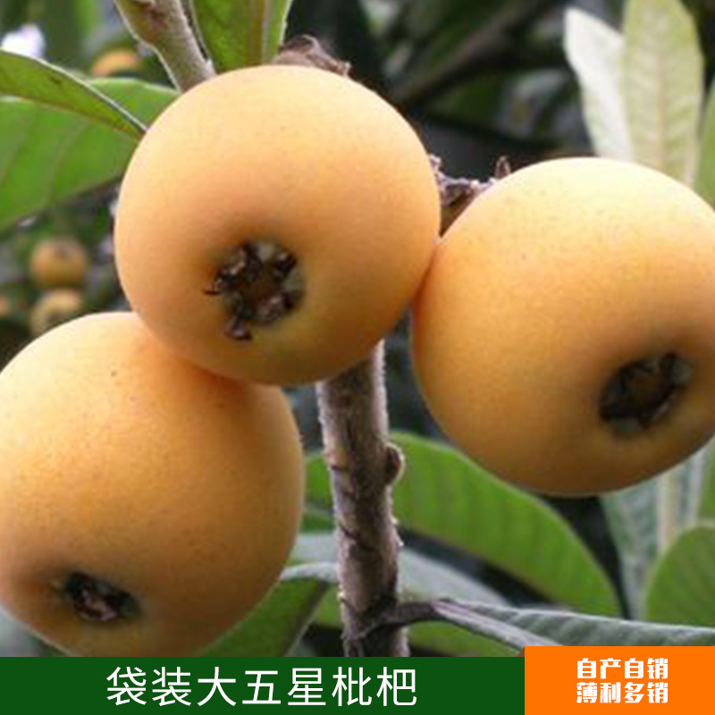 優(yōu)質(zhì)嫁接果樹苗批發(fā)  袋裝大五星枇杷苗  品種齊全