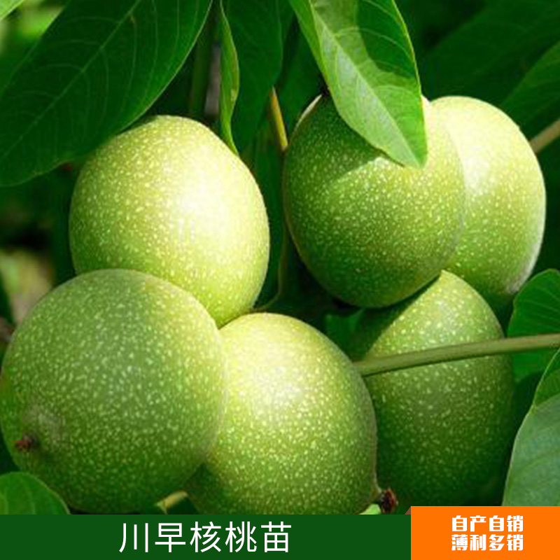 供應南北方種植果樹 嫁接川早核桃苗 早實量大