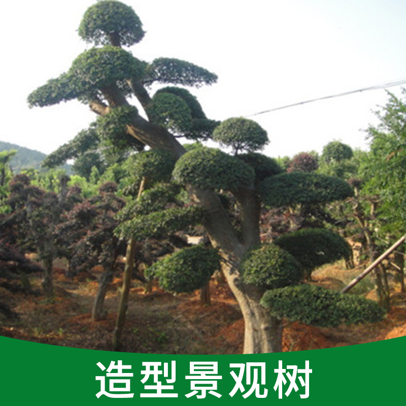 供應(yīng)造型景觀樹(shù)、造型美麗各異、數(shù)量有限、*出售