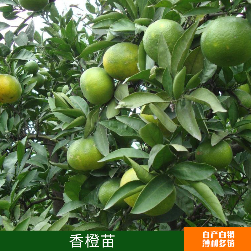 批發(fā)嫁接果樹苗 香橙苗  臍橙苗 南北方種植