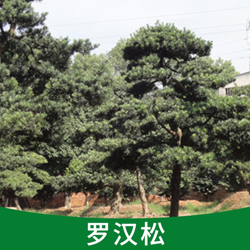 盆栽植物 可水培 羅漢松 辦公室 花卉 室內 綠植進化空氣