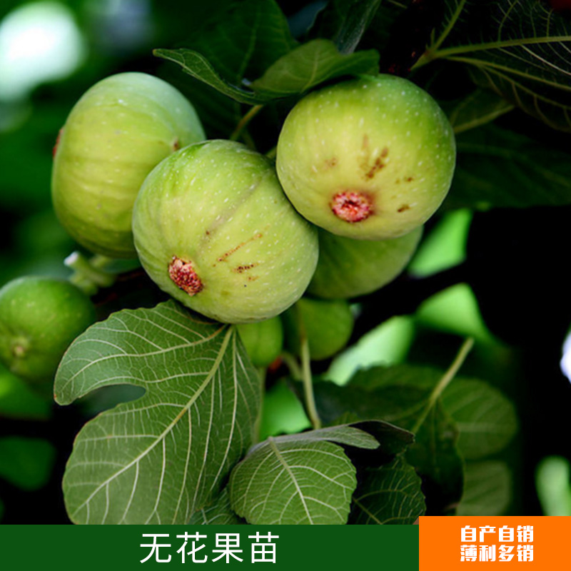 無花果苗盆栽 果樹苗日本紫果盆栽 地栽 果樹苗木 夏秋當年結(jié)果苗