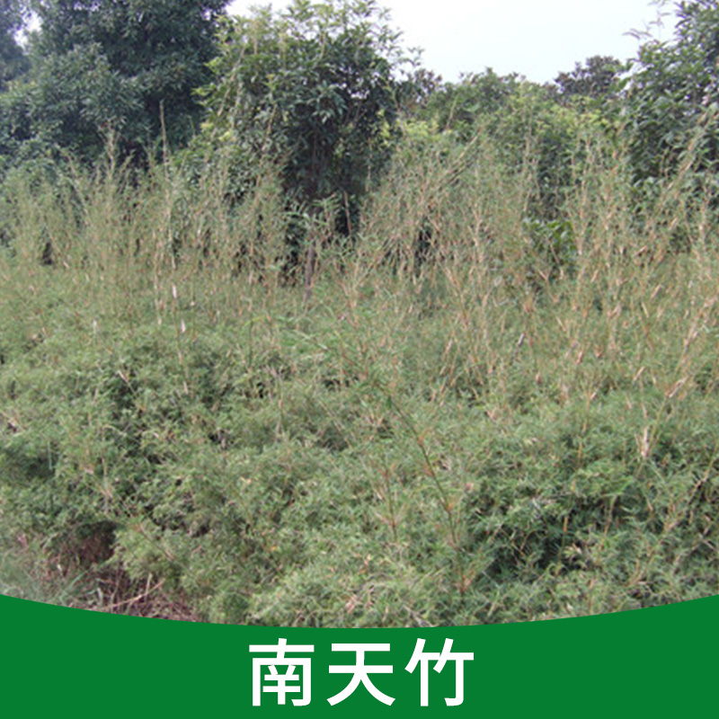 批發(fā)供應(yīng) 南天竹小苗 各種苗木小苗  觀葉植物 庭院植物