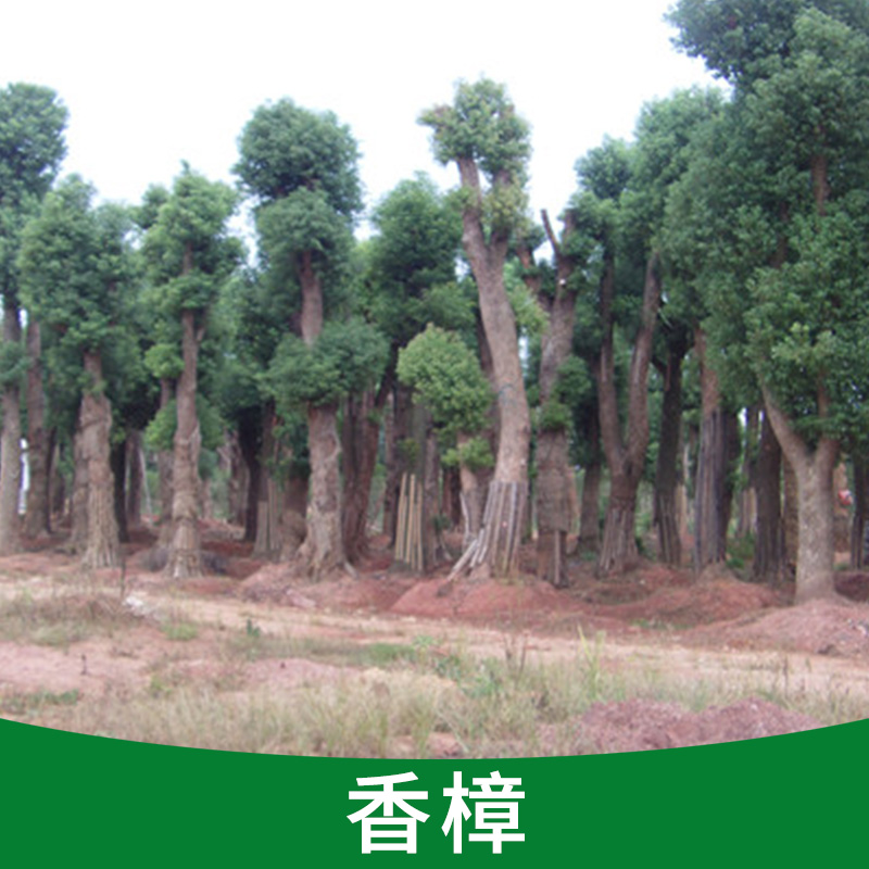 廠家直銷濃郁芳香防沙高大雄偉香樟樹 小花珠多功能常綠喬木