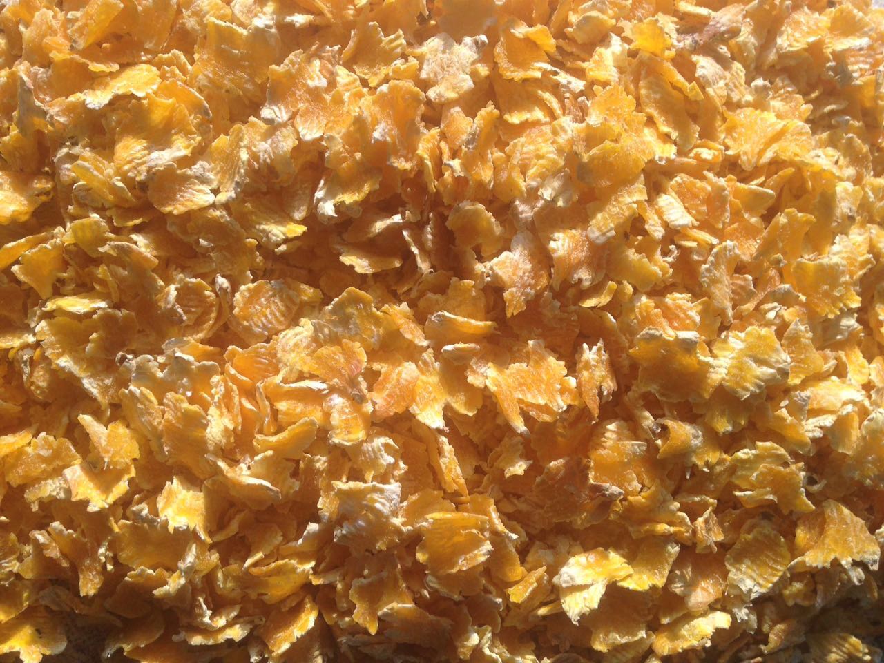 蒸汽壓片玉米 奶牛新型飼料