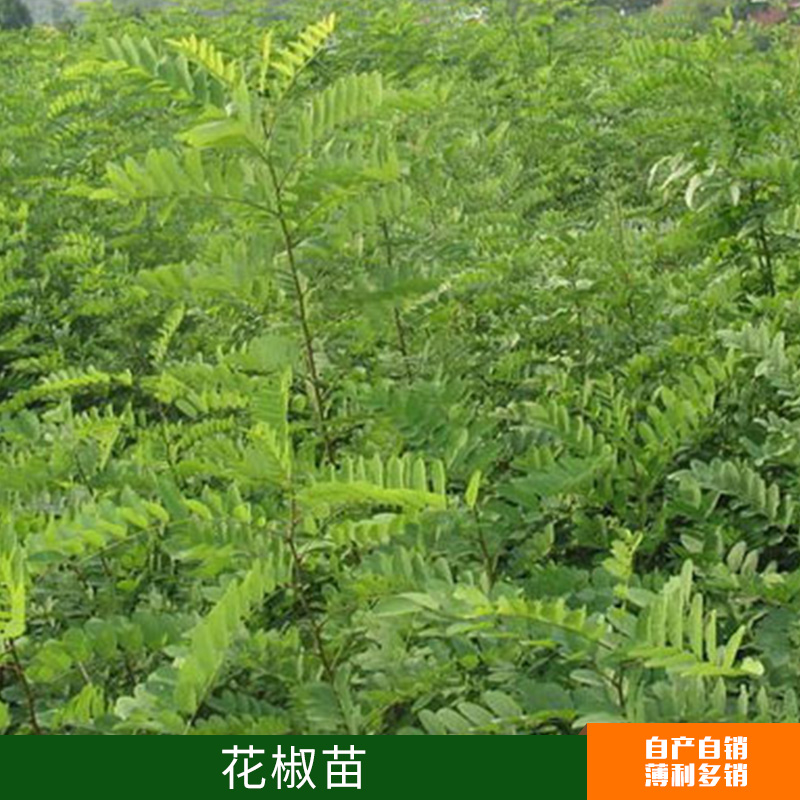基地大量* 大紅袍花椒苗出售  品種純正  現(xiàn)貨苗