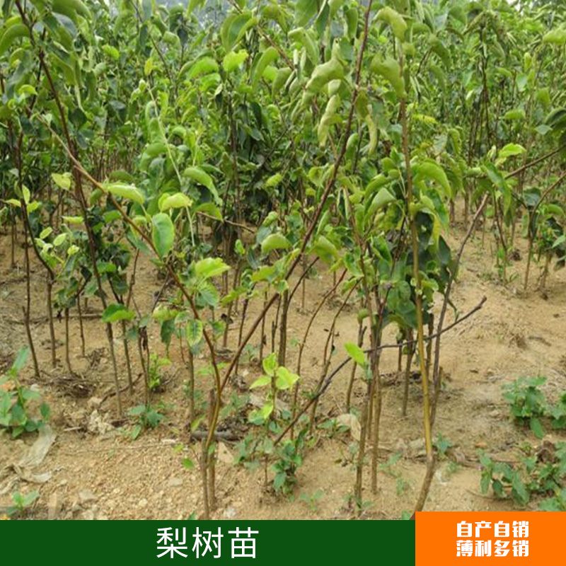 南北方種植梨樹苗出售 意大利黑梨樹苗 酥脆爽口耐凍