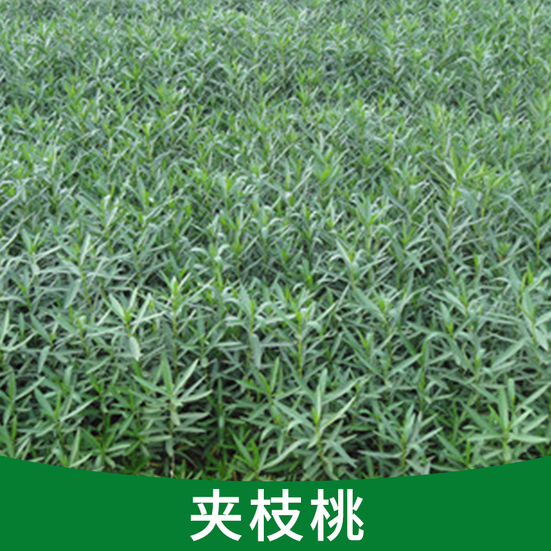 盆栽四季常青 紅色花 夾枝桃苗 凈化空氣 抗二手煙的危害辟邪植物