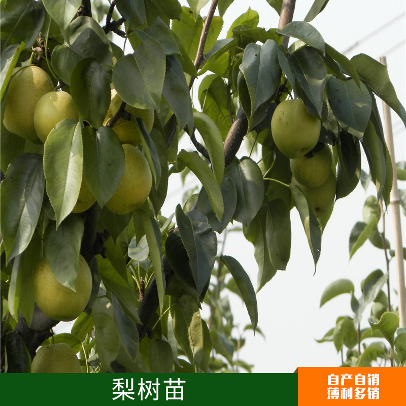 南北方種植梨樹苗出售 意大利黑梨樹苗 酥脆爽口耐凍