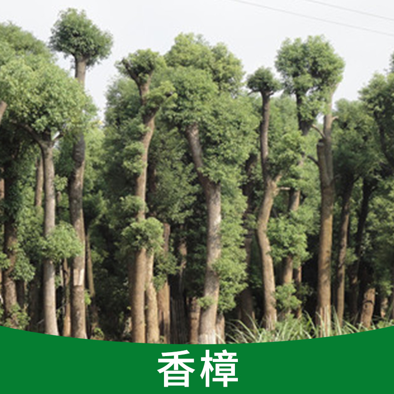 廠家直銷濃郁芳香防沙高大雄偉香樟樹 小花珠多功能常綠喬木