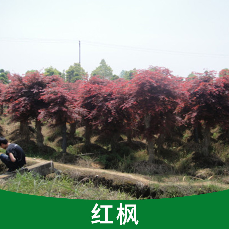 庭院綠化樹 嫁接紅楓小苗 綠化苗木