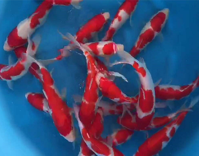 廣州錦鯉魚(yú) 日系紅白錦鯉 觀賞魚(yú)活體 大小錦鯉魚(yú) 巨鯉后代 漁場(chǎng)直銷(xiāo) 包活包損