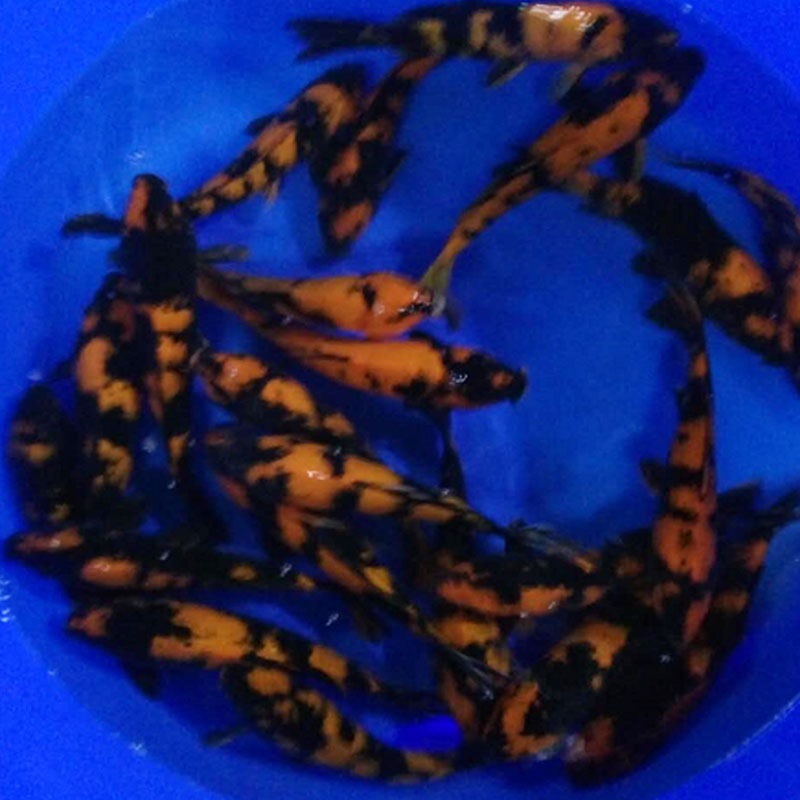 *純種*錦鯉秋翠錦鯉魚漁場直 *純種*秋翠錦鯉魚漁場直銷