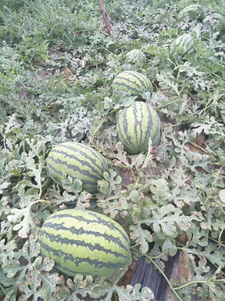 陜西西瓜價(jià)格 黑無子西瓜批發(fā)  西瓜基地 西瓜批發(fā)基地