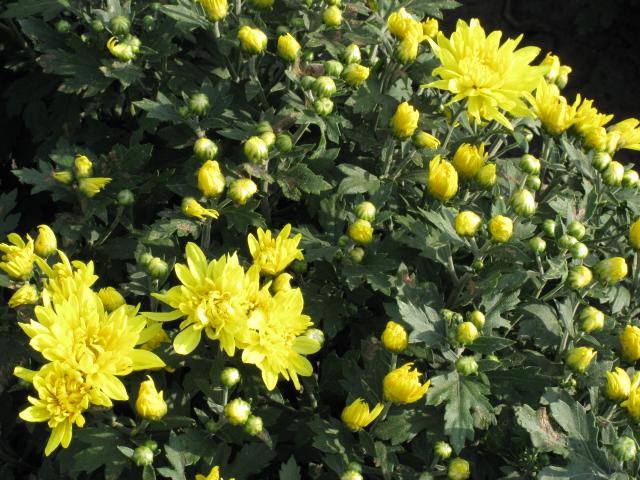 哈爾濱草坪銷售