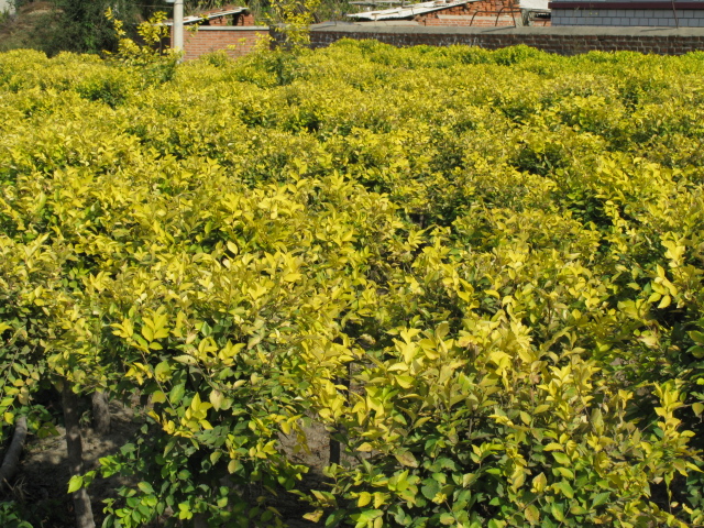 哈爾濱草坪銷售