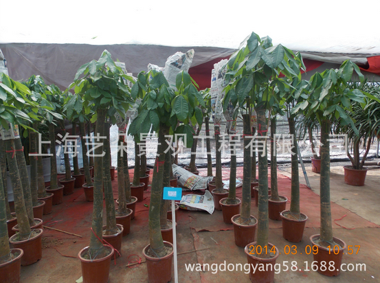 綠植租擺 單桿幸福樹 租擺 零售綠化租擺 辦公室綠化