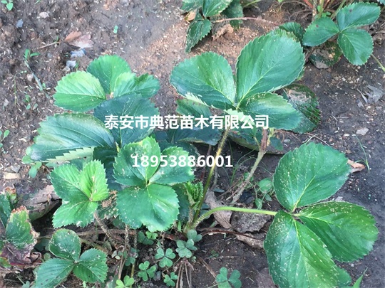 章姬草莓苗價(jià)格