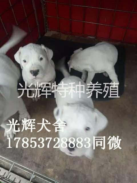 山東純血統(tǒng)杜高犬 杜高犬價格 杜高犬供應 杜高犬養(yǎng)殖場電話