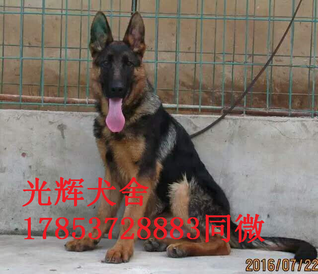 出售雙血統(tǒng)賽級德牧東德 黑出售雙血統(tǒng)賽級德牧東德 黑背