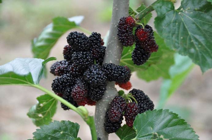 供進(jìn)口天然濃縮果汁，桑葚濃縮汁