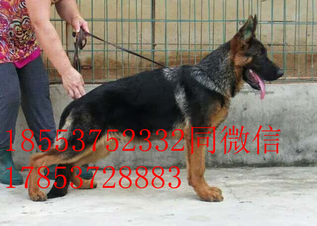 高大威猛 看家護院 德國牧羊犬