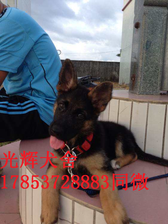 出售雙血統(tǒng)賽級德牧東德 黑出售雙血統(tǒng)賽級德牧東德 黑背