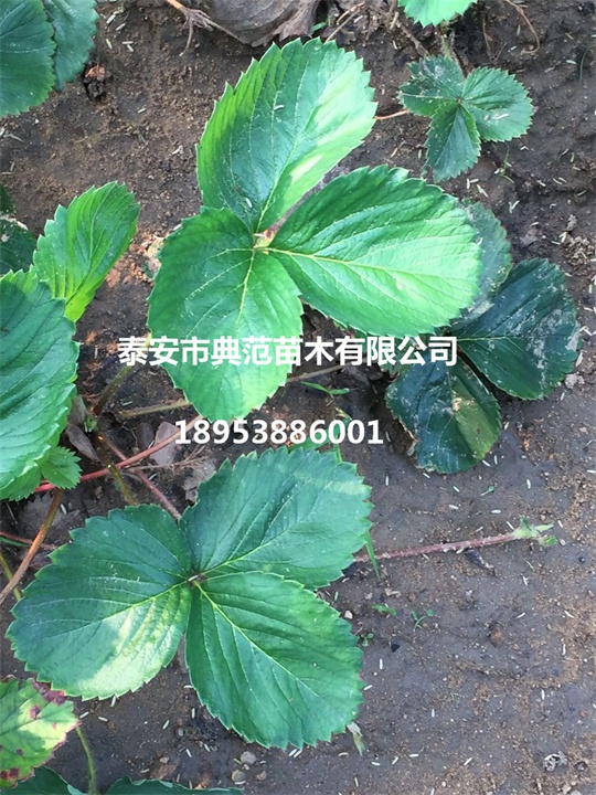 法蘭地草莓苗價(jià)格