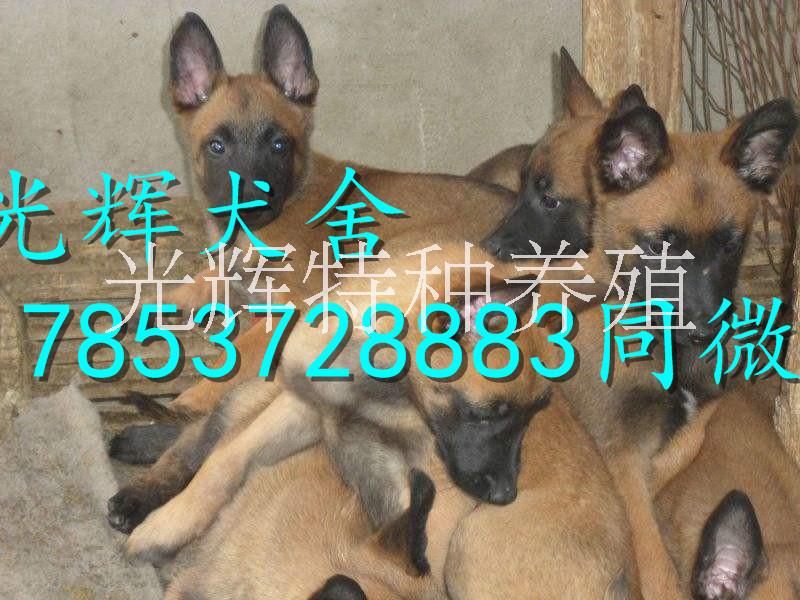 山東純種馬犬價格 馬犬價格 哪里的馬犬便宜 馬犬多少錢 純血統(tǒng)馬