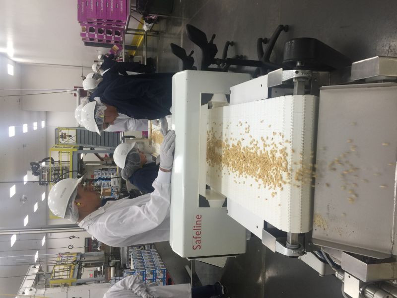 松子 松子仁 雪松松云南松  華山 紅松 馬尾松