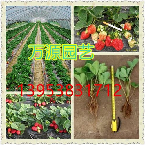 全明星草莓 草莓樹(shù)苗廠家 山東草莓樹(shù)苗 新鮮草莓樹(shù)苗 草莓樹(shù)苗 四季草莓樹(shù)苗 草莓樹(shù)苗價(jià)格 草莓樹(shù)苗供應(yīng)商 草莓樹(shù)苗批