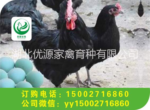 湖北高產(chǎn)黑羽紅冠綠殼蛋雞苗 高產(chǎn)麻羽綠殼蛋雞，五黑雞苗孵化基地批發(fā)價(jià)供應(yīng)
