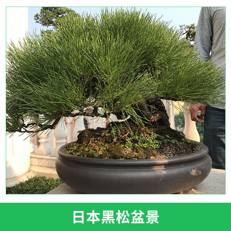 龍海九湖老兵園藝場(chǎng)供應(yīng)日本黑松盆景園林景觀樹進(jìn)口黑松造型盆栽
