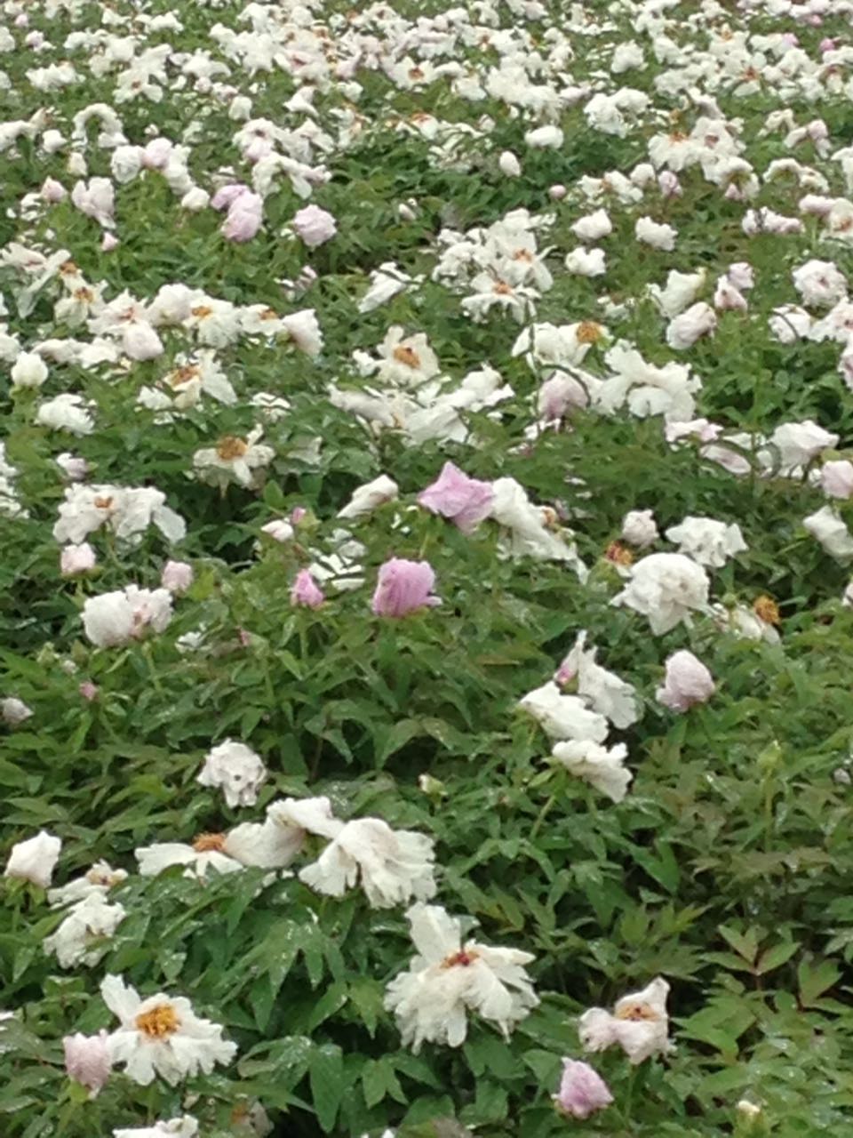 山西白芍苗推廣，運(yùn)城白芍苗價(jià)格，絳縣白芍苗苗圃