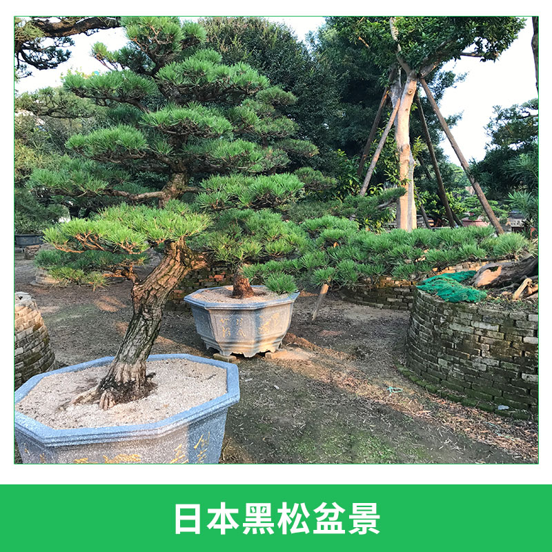 龍海九湖老兵園藝場(chǎng)供應(yīng)日本黑松盆景園林景觀樹進(jìn)口黑松造型盆栽