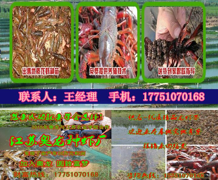 今日小龍蝦苗什么價格小龍蝦苗多少錢一斤