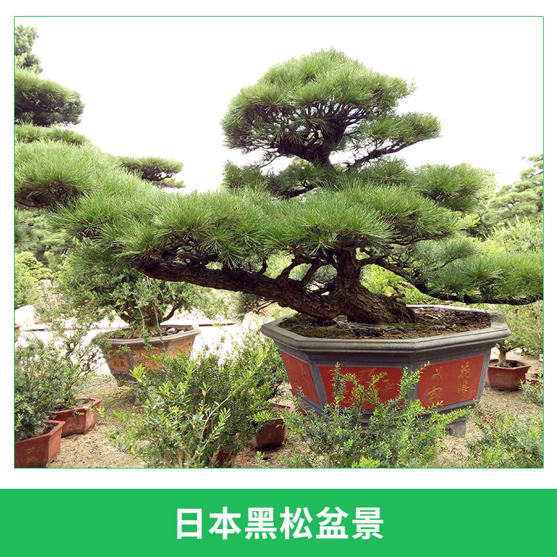 龍海九湖老兵園藝場(chǎng)供應(yīng)日本黑松盆景園林景觀樹進(jìn)口黑松造型盆栽
