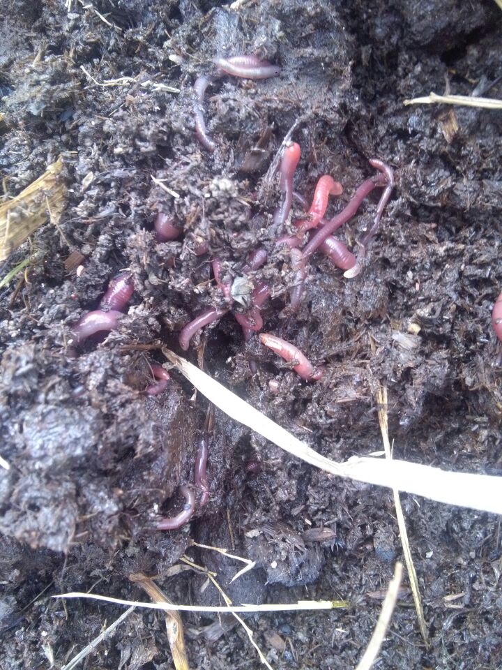 邵陽蚯蚓批發(fā)基地　邵陽蚯蚓批發(fā)基地   邵陽蚯蚓批發(fā)基地