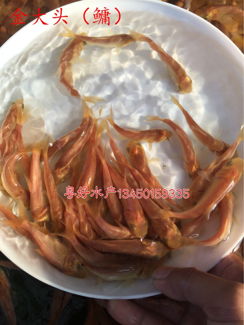 熱銷黃金大頭 ，黃金鳙魚苗，花鰱13450159335